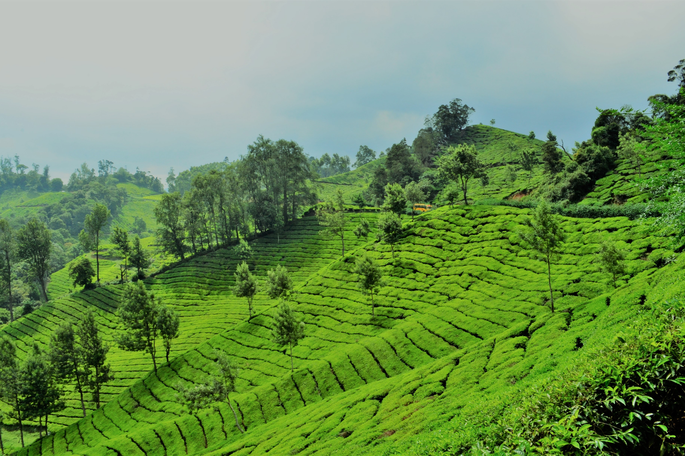 kalpetta.webp