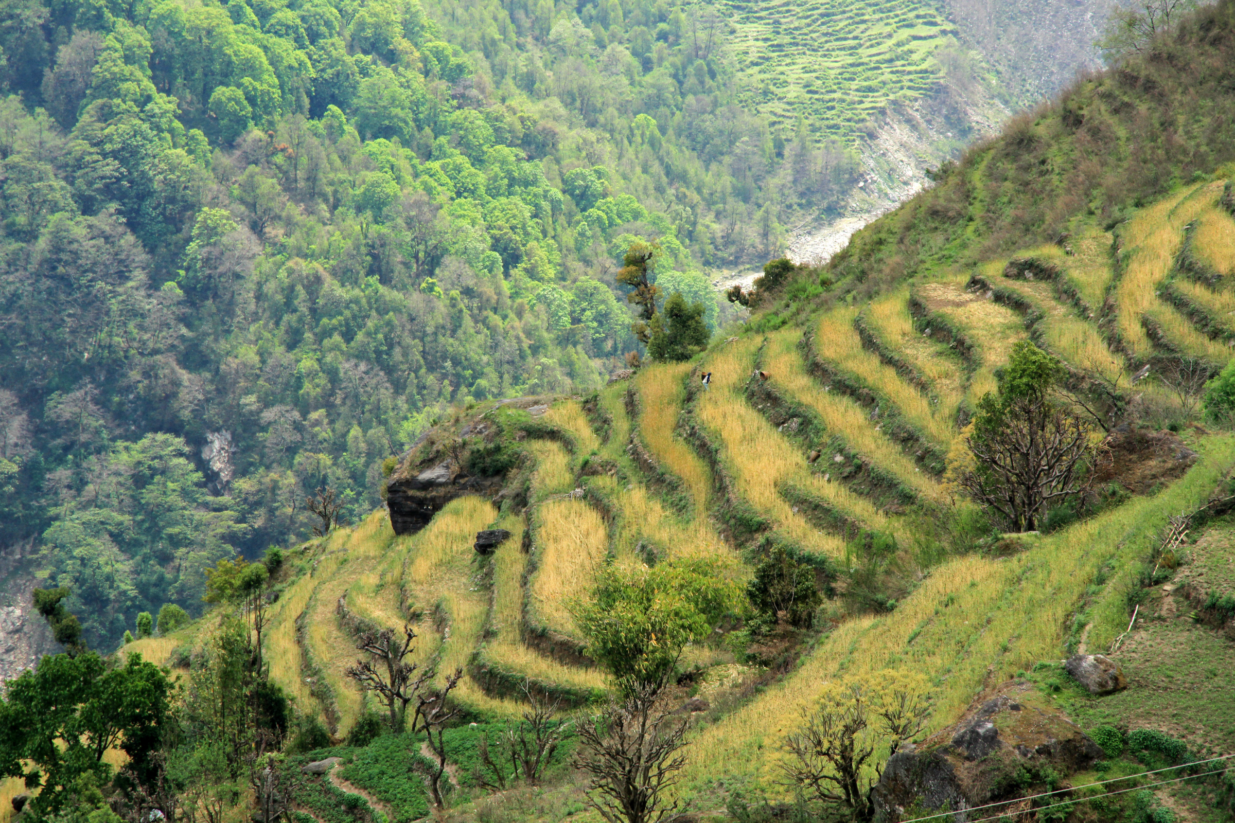 chhomrong.webp