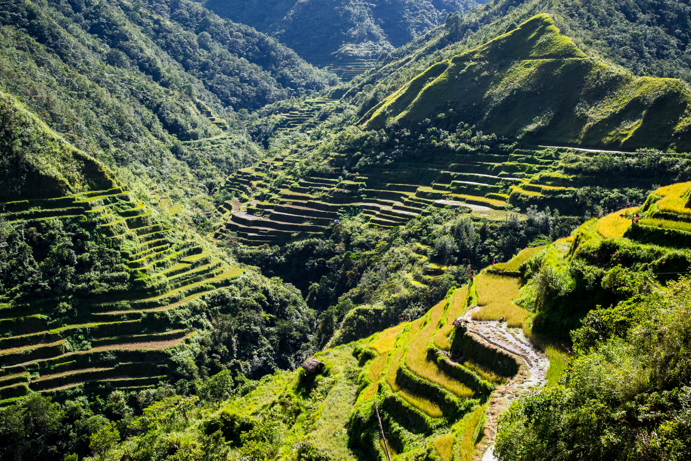 banaue.webp