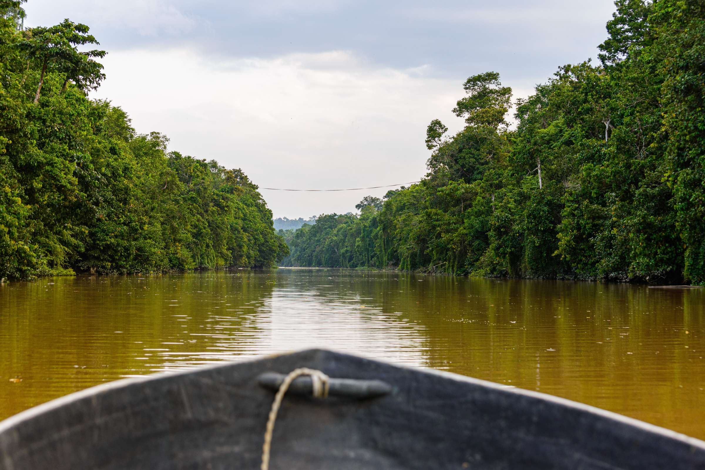 kinabatangan.webp