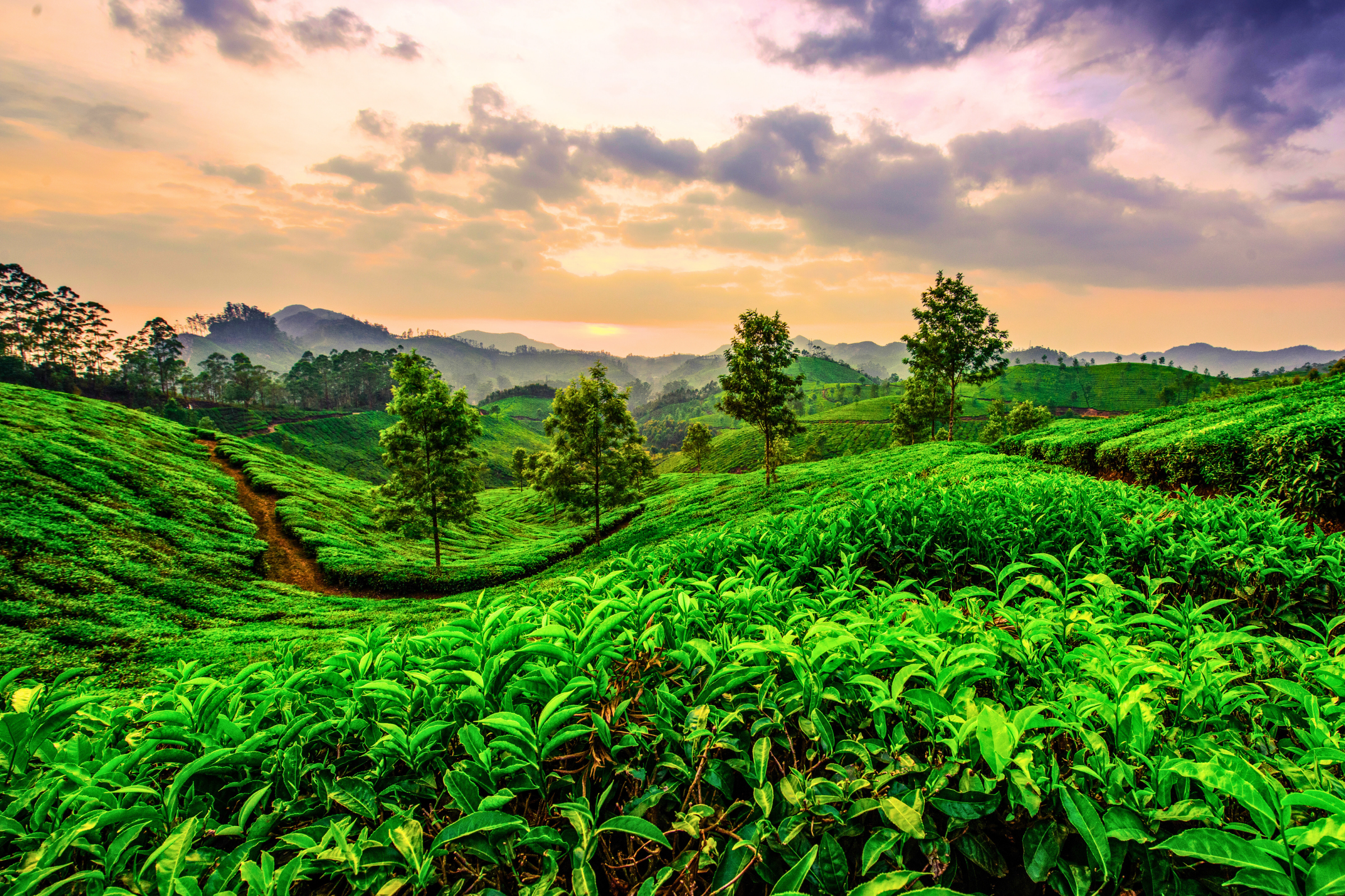 munnar.webp
