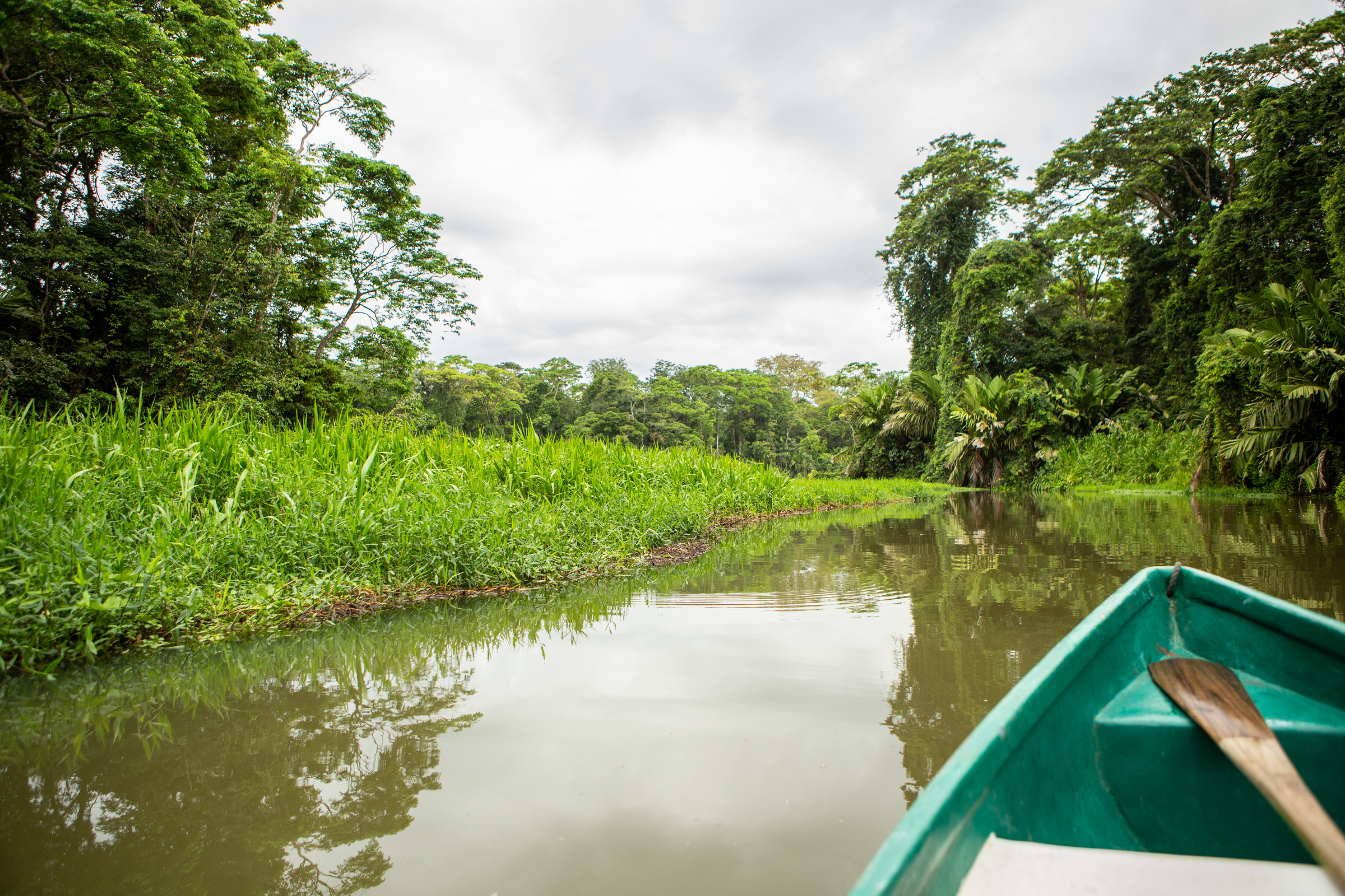 tortuguero.webp