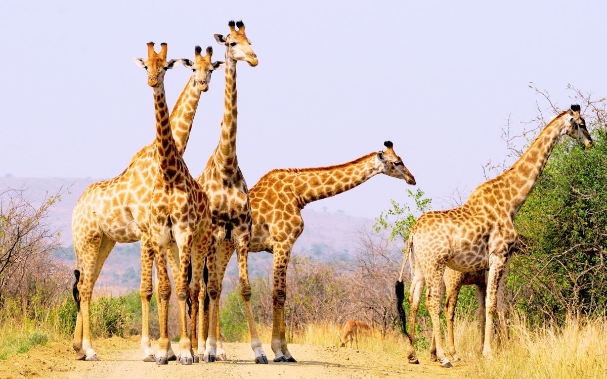 Madagascar, Mauritius & South Africa Grand Explorer W/drinks